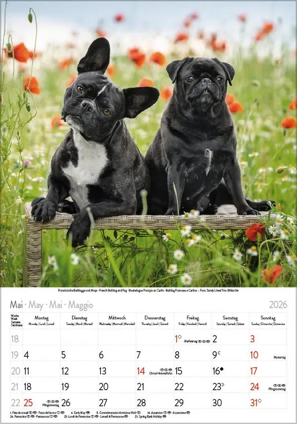 Bild: 9783731883616 | Hunde 2026 | Wandkalender mit Fotos von Hunden. Format 23,5 x 33,5 cm.