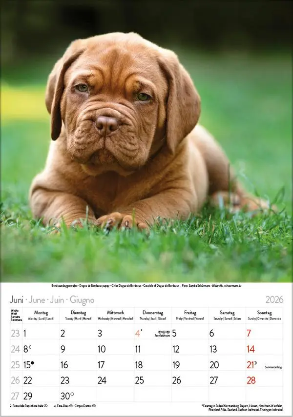Bild: 9783731883616 | Hunde 2026 | Wandkalender mit Fotos von Hunden. Format 23,5 x 33,5 cm.