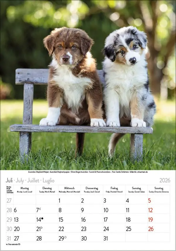 Bild: 9783731883616 | Hunde 2026 | Wandkalender mit Fotos von Hunden. Format 23,5 x 33,5 cm.