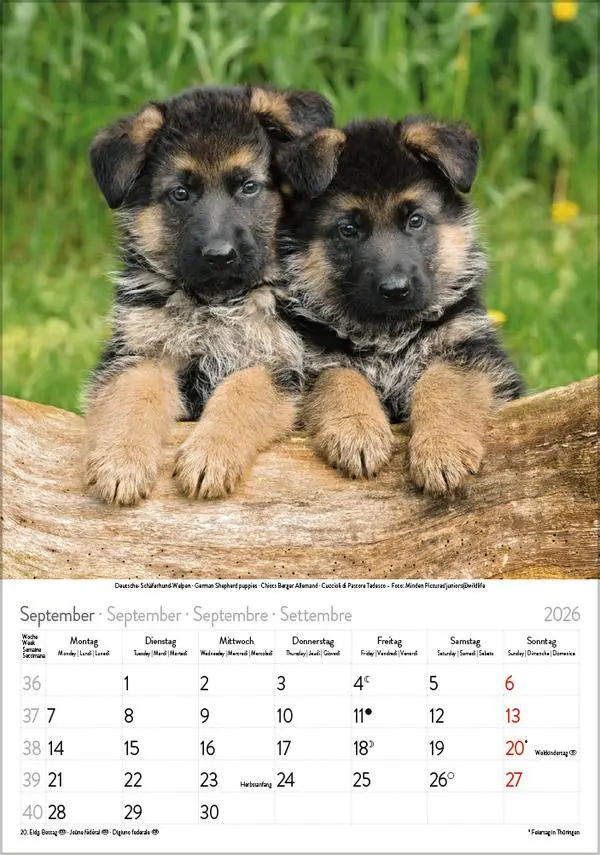 Bild: 9783731883616 | Hunde 2026 | Wandkalender mit Fotos von Hunden. Format 23,5 x 33,5 cm.