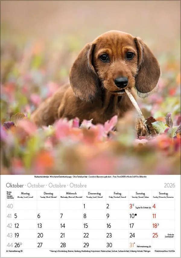 Bild: 9783731883616 | Hunde 2026 | Wandkalender mit Fotos von Hunden. Format 23,5 x 33,5 cm.