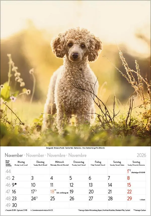 Bild: 9783731883616 | Hunde 2026 | Wandkalender mit Fotos von Hunden. Format 23,5 x 33,5 cm.
