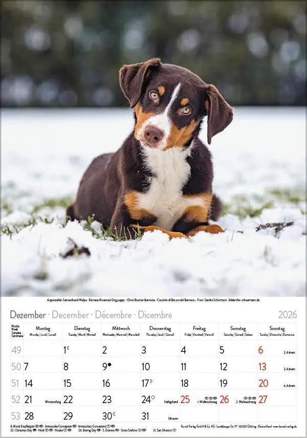 Bild: 9783731883616 | Hunde 2026 | Wandkalender mit Fotos von Hunden. Format 23,5 x 33,5 cm.