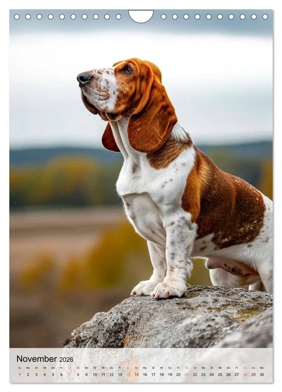 Bild: 9783516283716 | Basset Hound - freundlich und anhänglich (Wandkalender 2026 DIN A4...