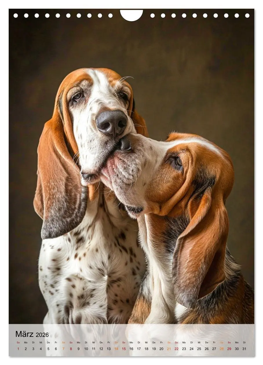 Bild: 9783516283716 | Basset Hound - freundlich und anhänglich (Wandkalender 2026 DIN A4...