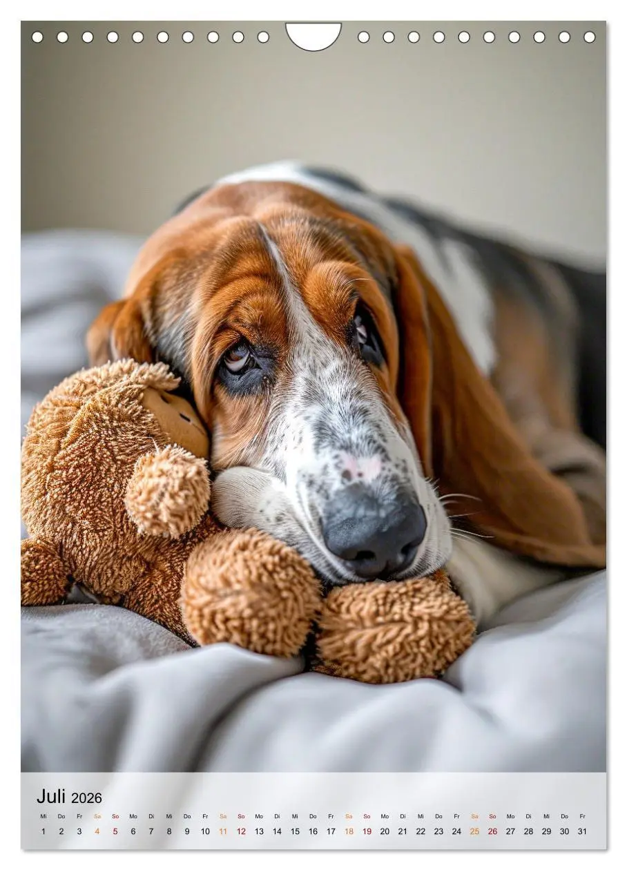 Bild: 9783516283716 | Basset Hound - freundlich und anhänglich (Wandkalender 2026 DIN A4...