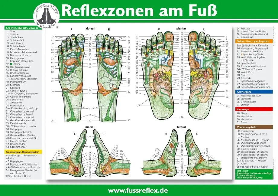Reflexzonen am Fuß (2 Tafeln A4)