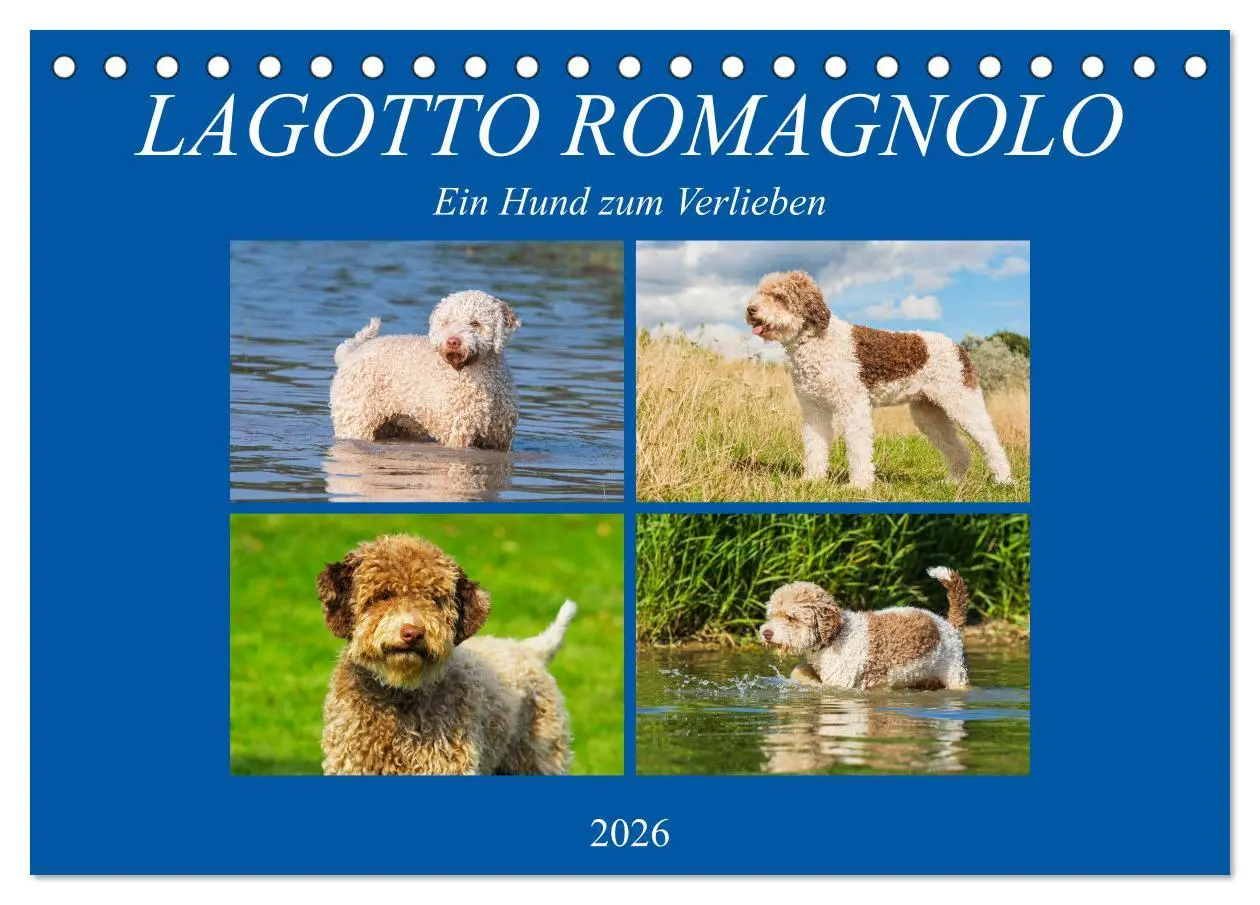 Cover: 9783457824016 | Lagotto Romagnolo - Ein Hund zum Verlieben (Tischkalender 2026 DIN...
