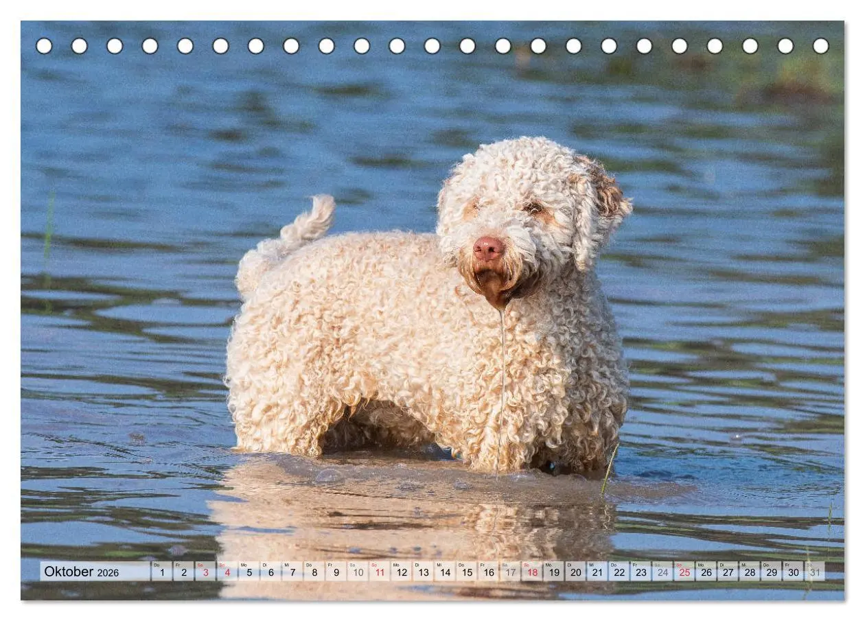 Bild: 9783457824016 | Lagotto Romagnolo - Ein Hund zum Verlieben (Tischkalender 2026 DIN...