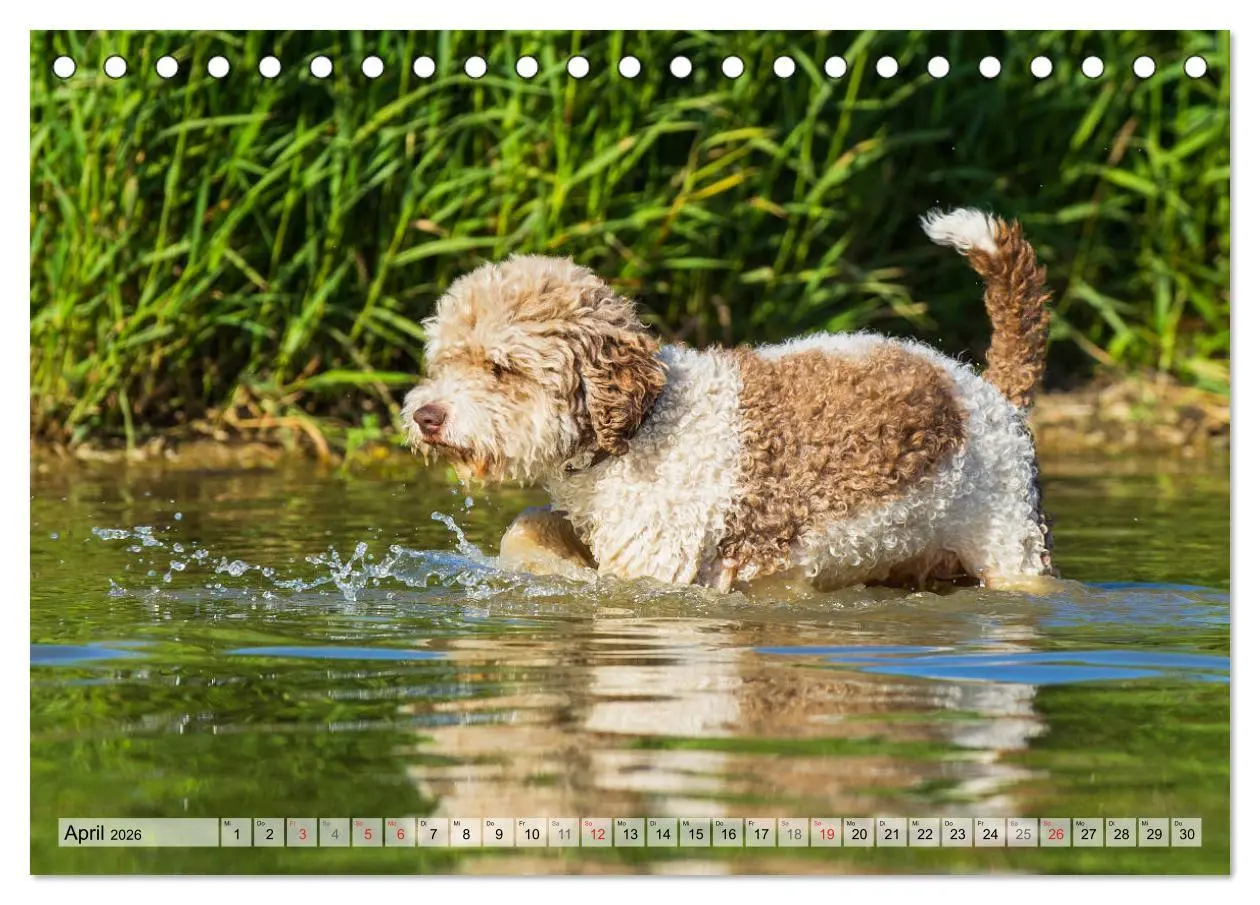Bild: 9783457824016 | Lagotto Romagnolo - Ein Hund zum Verlieben (Tischkalender 2026 DIN...