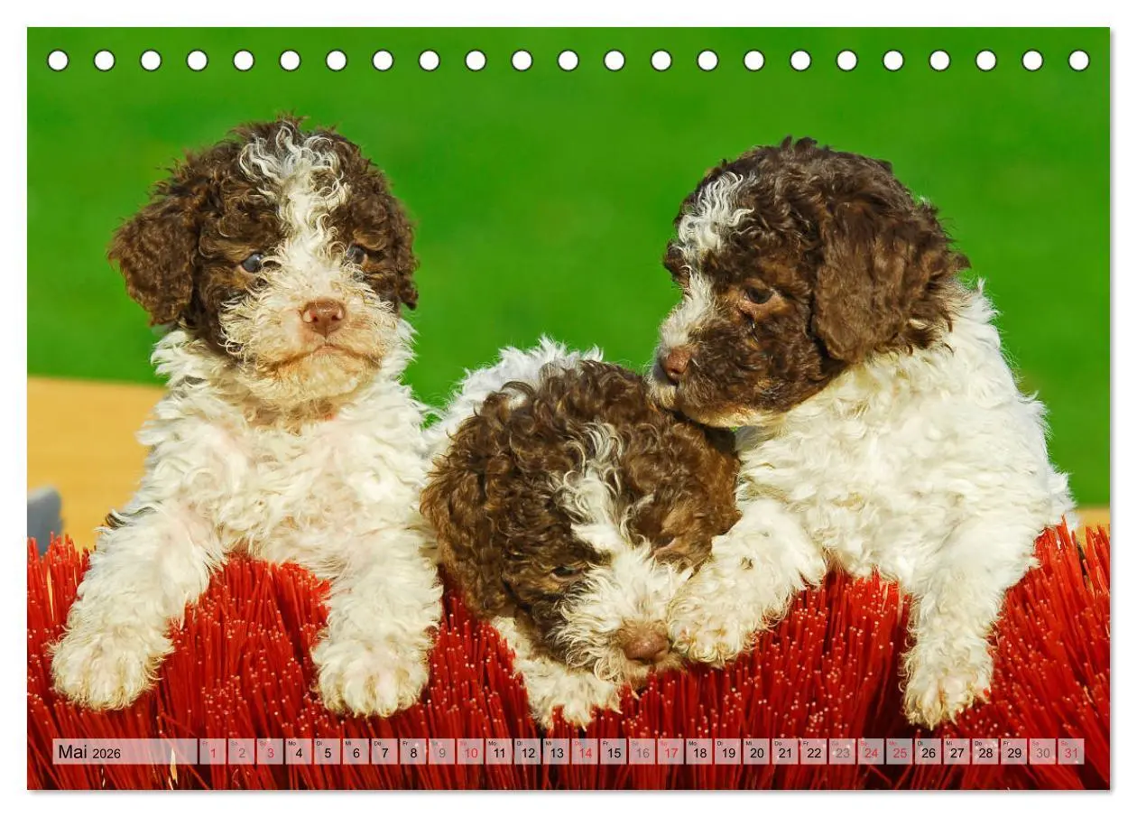 Bild: 9783457824016 | Lagotto Romagnolo - Ein Hund zum Verlieben (Tischkalender 2026 DIN...
