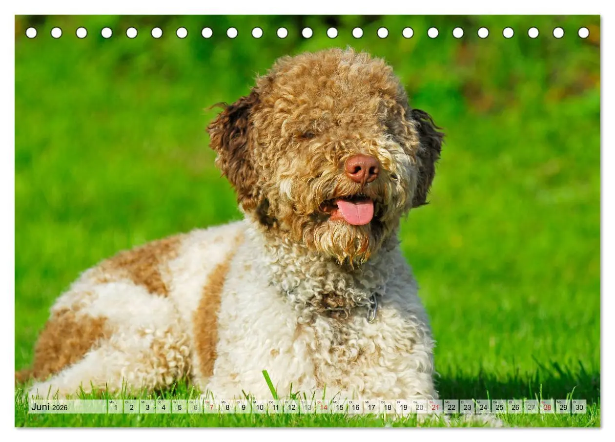 Bild: 9783457824016 | Lagotto Romagnolo - Ein Hund zum Verlieben (Tischkalender 2026 DIN...