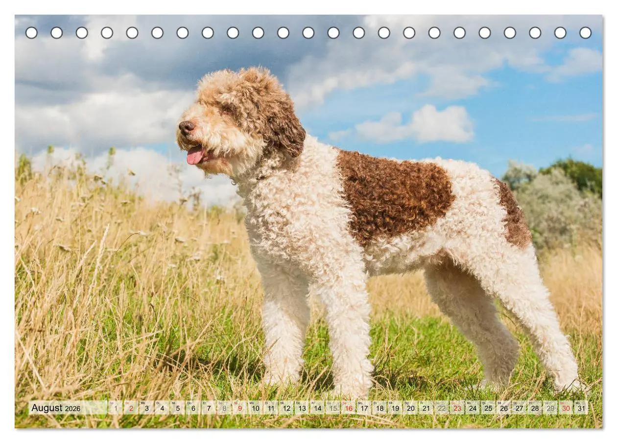 Bild: 9783457824016 | Lagotto Romagnolo - Ein Hund zum Verlieben (Tischkalender 2026 DIN...