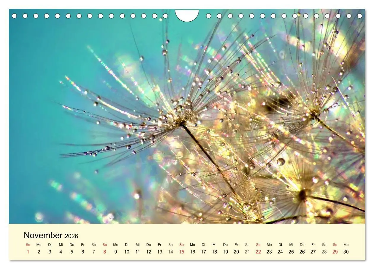 Bild: 9783516154016 | Naturjuwel Pusteblume (Wandkalender 2026 DIN A4 quer), CALVENDO...