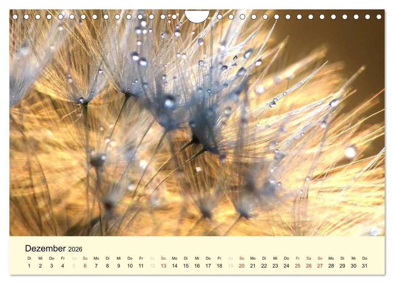 Bild: 9783516154016 | Naturjuwel Pusteblume (Wandkalender 2026 DIN A4 quer), CALVENDO...