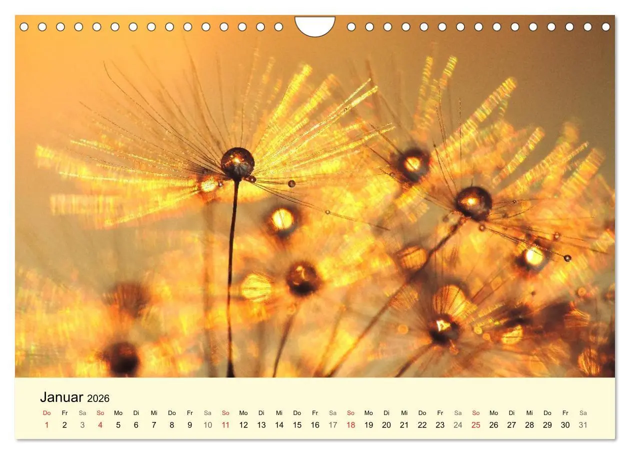 Bild: 9783516154016 | Naturjuwel Pusteblume (Wandkalender 2026 DIN A4 quer), CALVENDO...