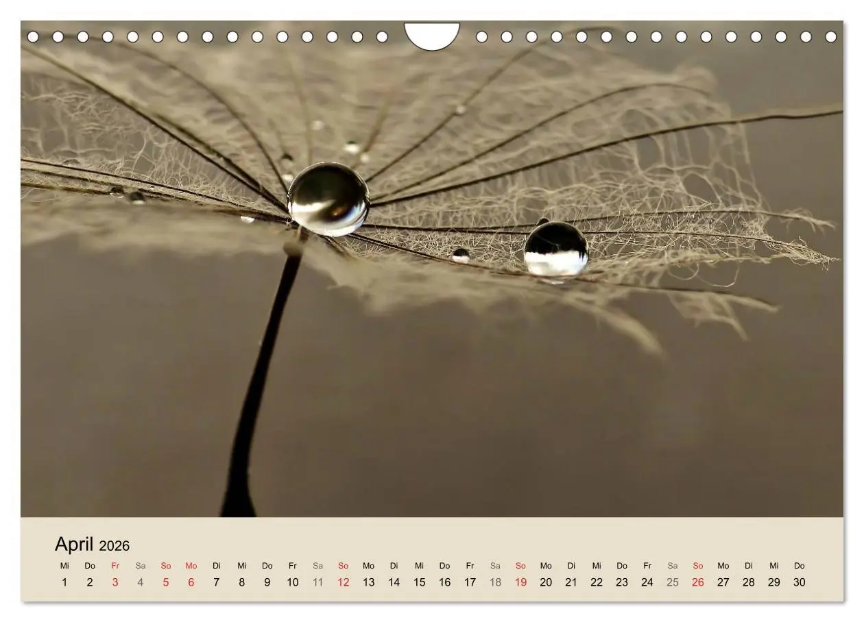 Bild: 9783516154016 | Naturjuwel Pusteblume (Wandkalender 2026 DIN A4 quer), CALVENDO...