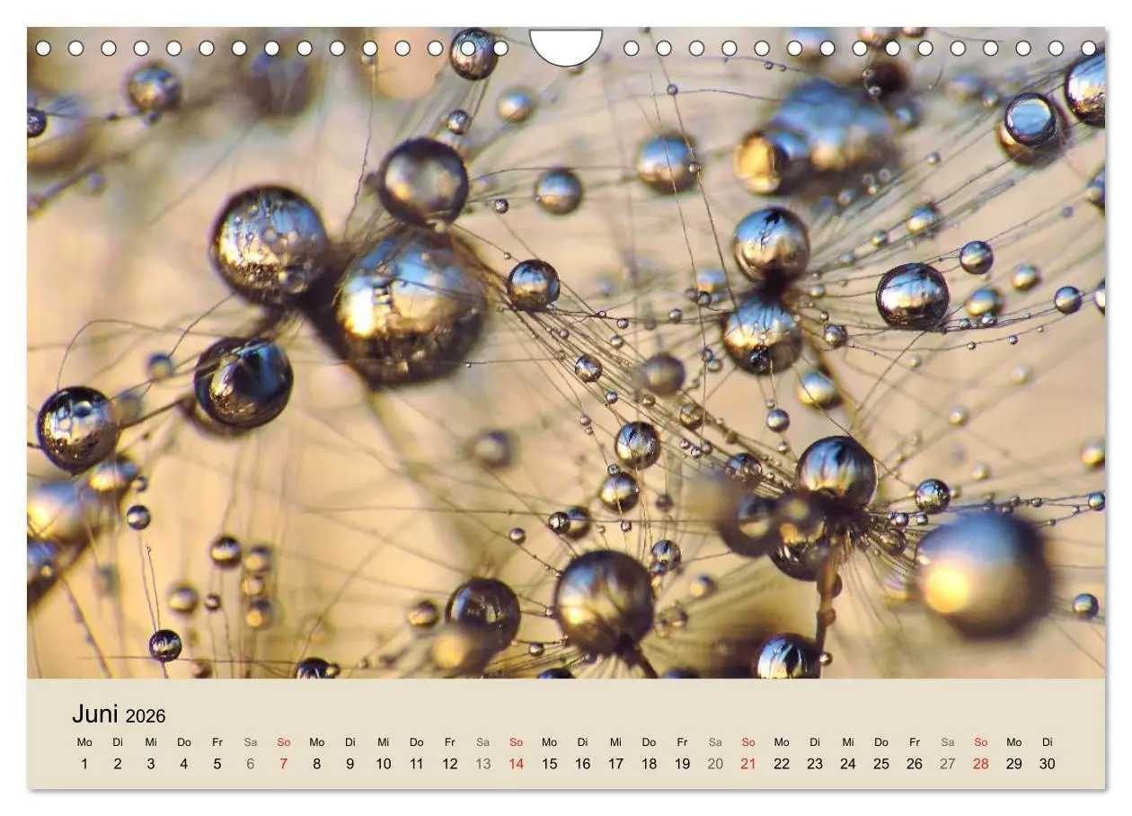Bild: 9783516154016 | Naturjuwel Pusteblume (Wandkalender 2026 DIN A4 quer), CALVENDO...