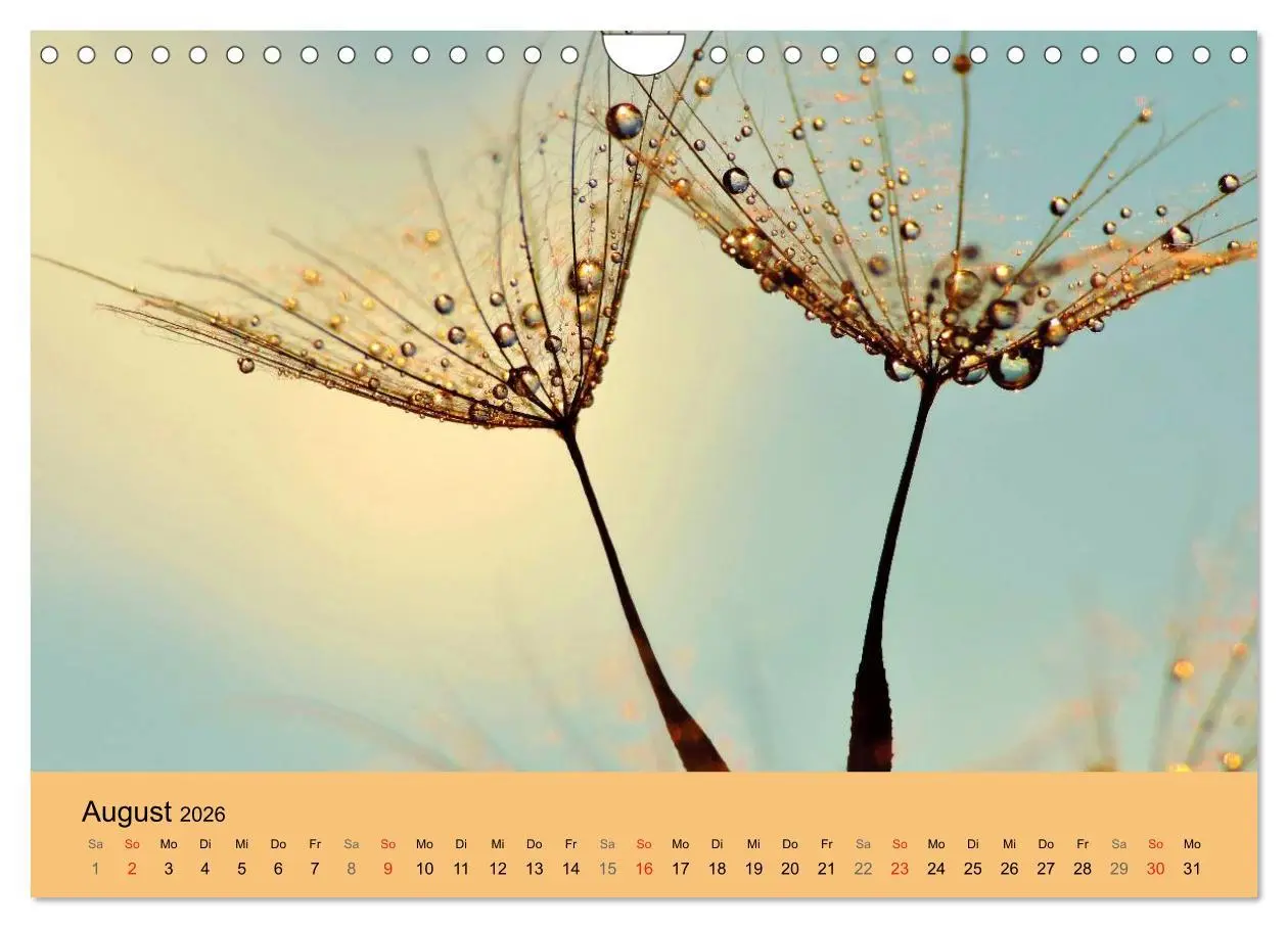 Bild: 9783516154016 | Naturjuwel Pusteblume (Wandkalender 2026 DIN A4 quer), CALVENDO...