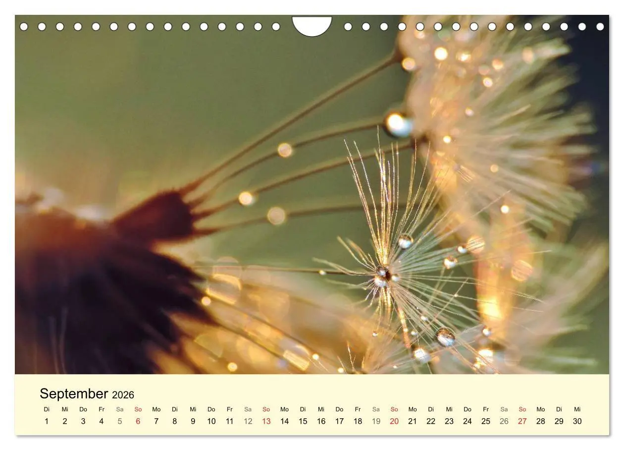 Bild: 9783516154016 | Naturjuwel Pusteblume (Wandkalender 2026 DIN A4 quer), CALVENDO...