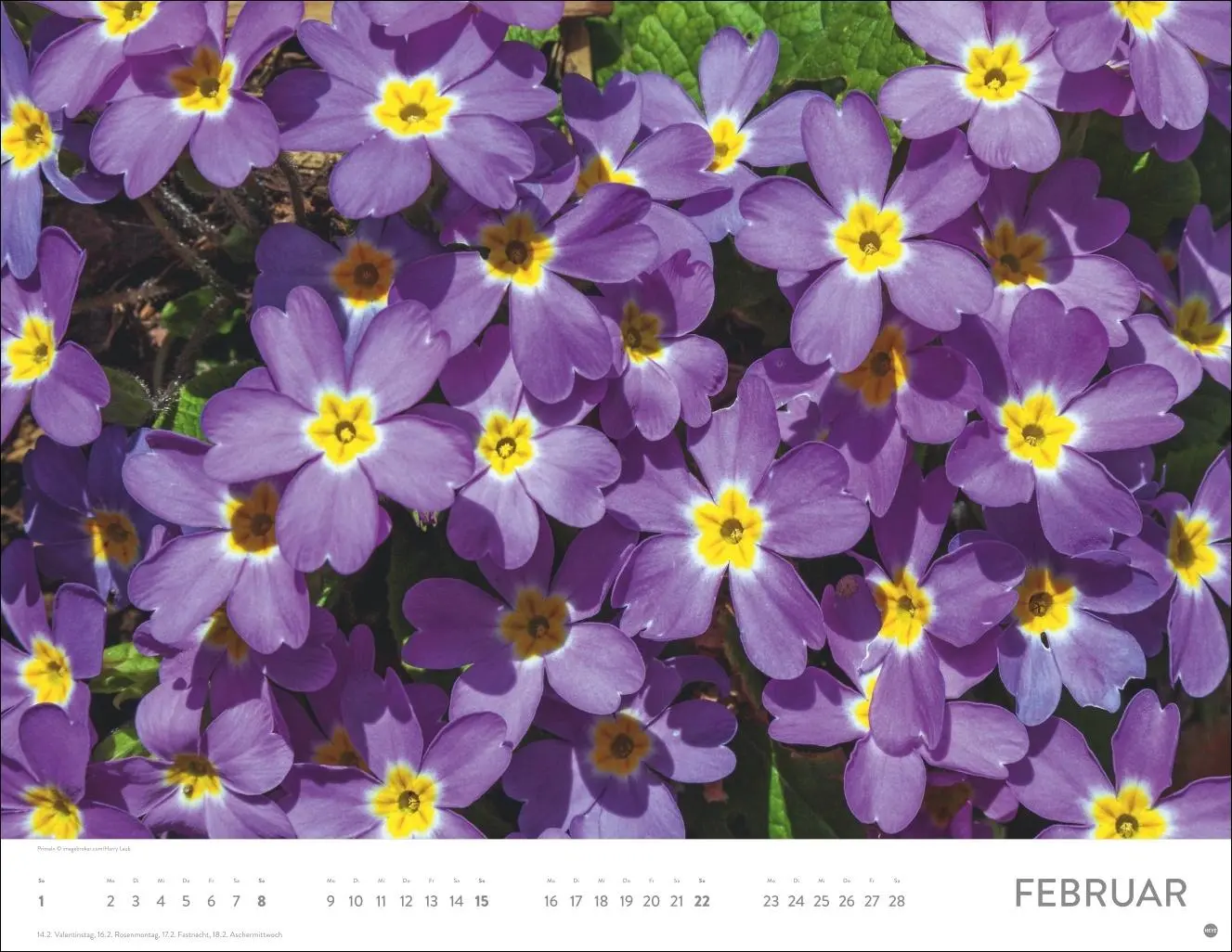 Bild: 9783756414116 | Blütenmeer Posterkalender 2026 | Heye | Kalender | Spiralbindung