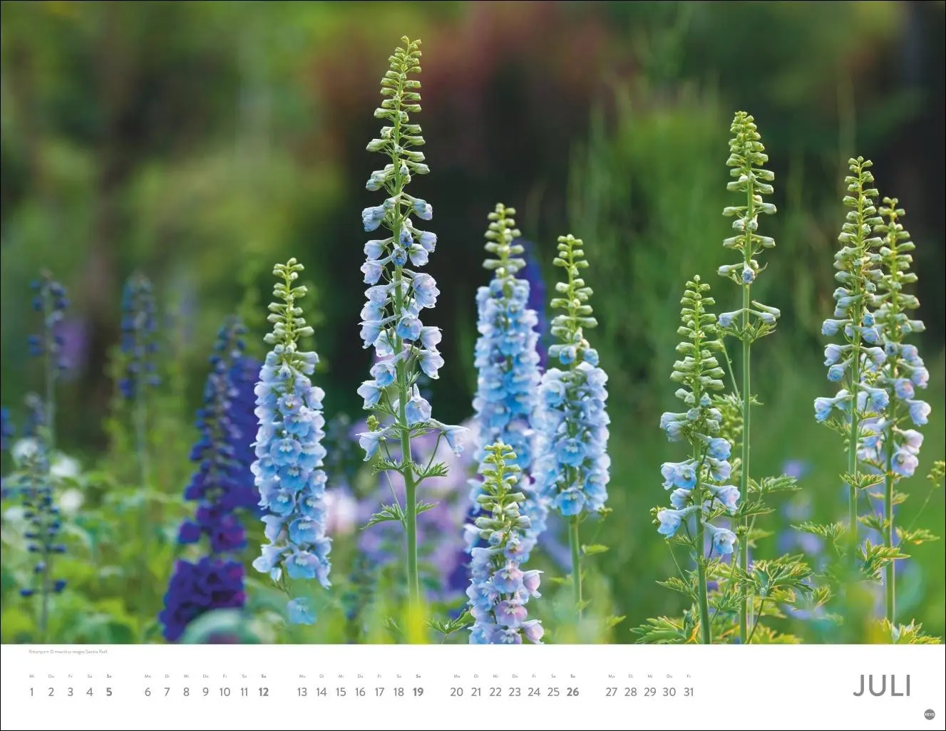Bild: 9783756414116 | Blütenmeer Posterkalender 2026 | Heye | Kalender | Spiralbindung