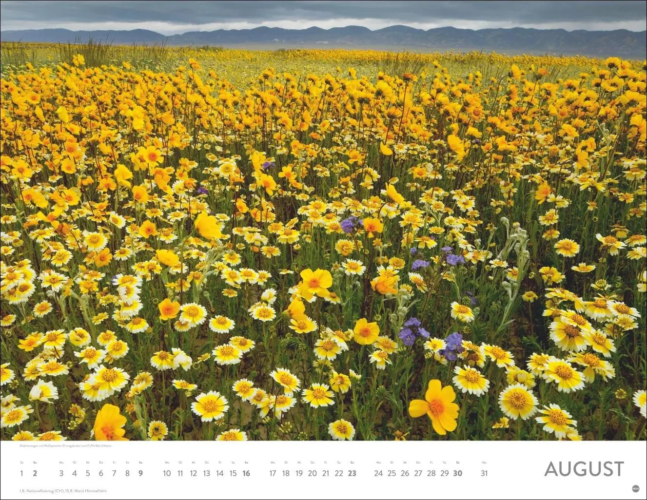 Bild: 9783756414116 | Blütenmeer Posterkalender 2026 | Heye | Kalender | Spiralbindung