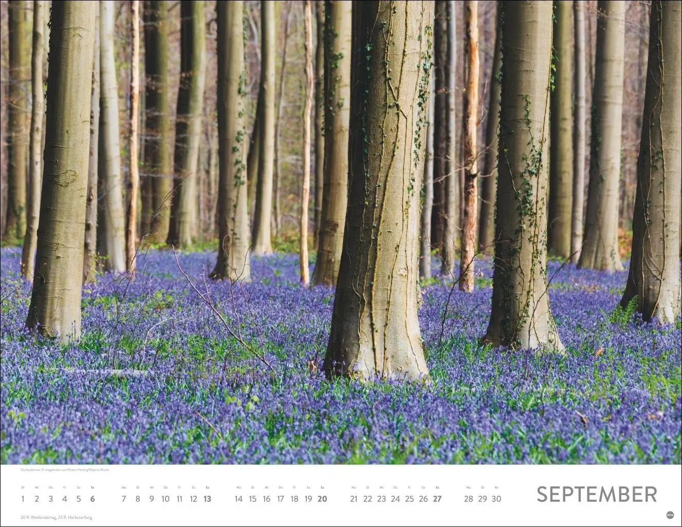 Bild: 9783756414116 | Blütenmeer Posterkalender 2026 | Heye | Kalender | Spiralbindung