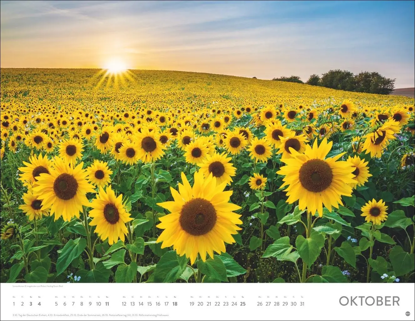 Bild: 9783756414116 | Blütenmeer Posterkalender 2026 | Heye | Kalender | Spiralbindung