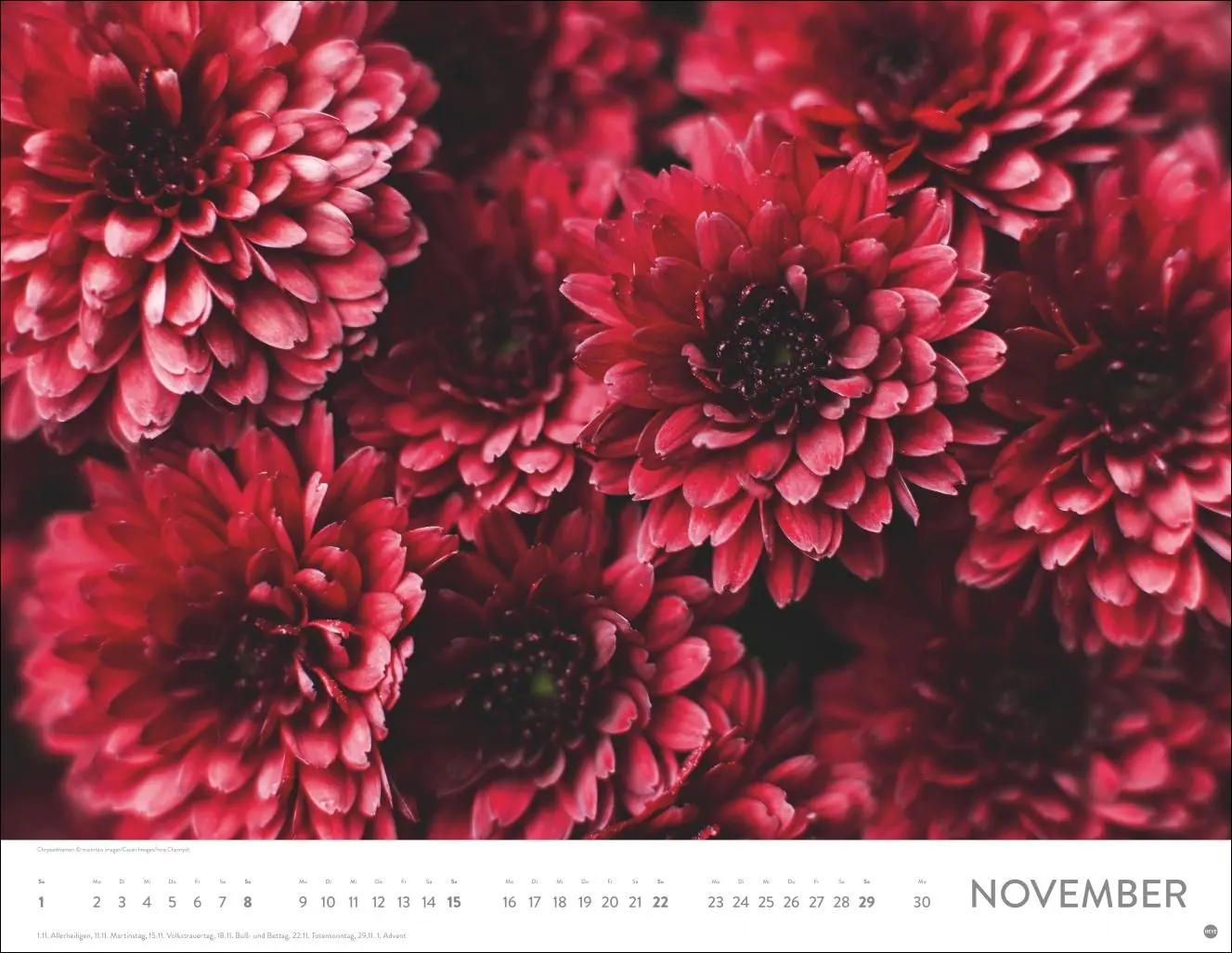 Bild: 9783756414116 | Blütenmeer Posterkalender 2026 | Heye | Kalender | Spiralbindung