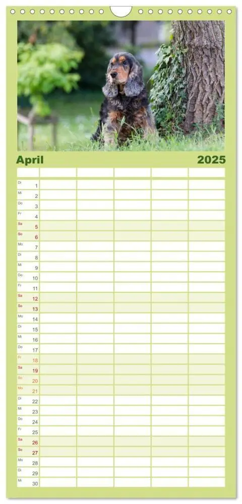 Bild: 9783457114216 | Familienplaner 2025 - English Cocker Spaniels - Ein Spaziergang im...