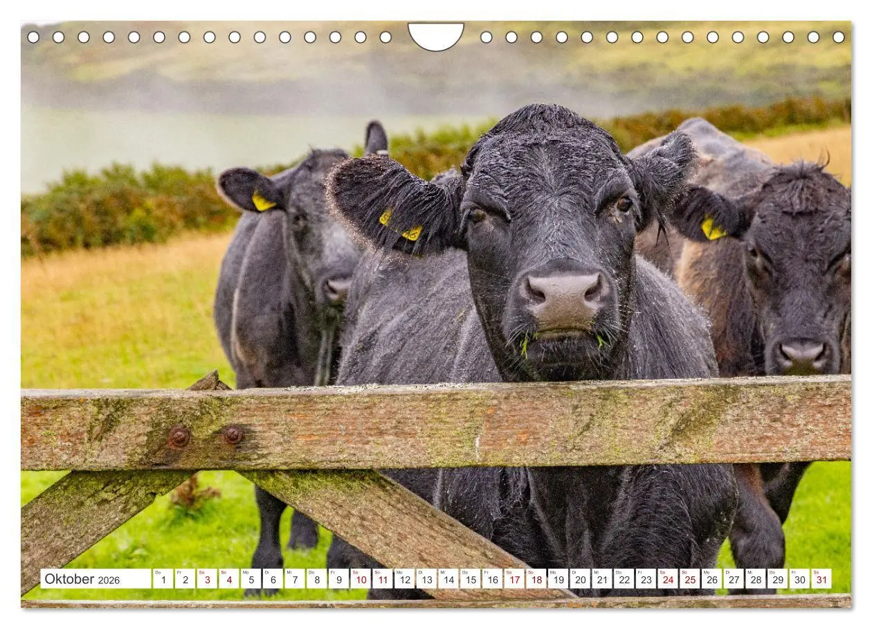Bild: 9783457354216 | Exmoor National Park (Wandkalender 2026 DIN A4 quer), CALVENDO...
