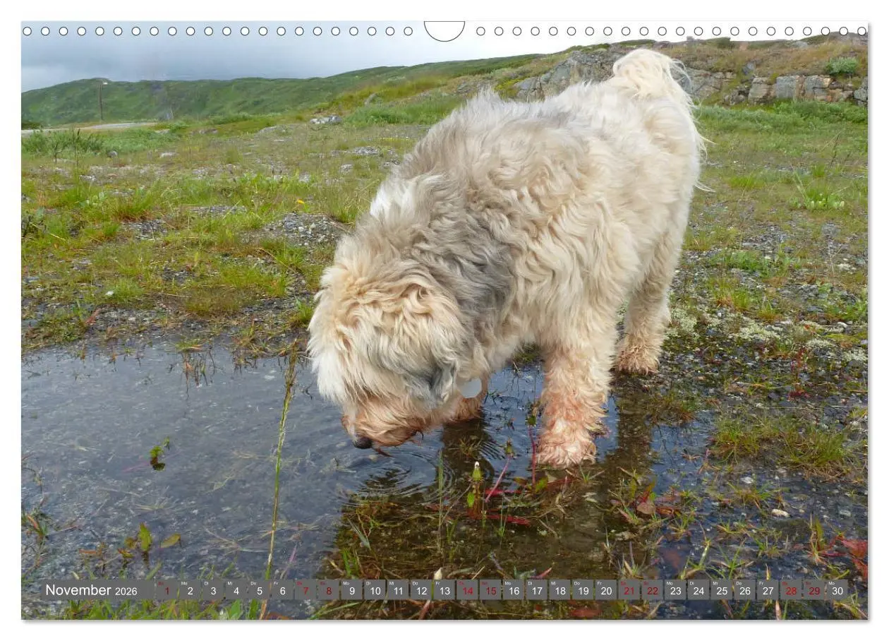 Bild: 9783457804216 | Tibet-Terrier - Eine Hunderasse mit Charakter (Wandkalender 2026...