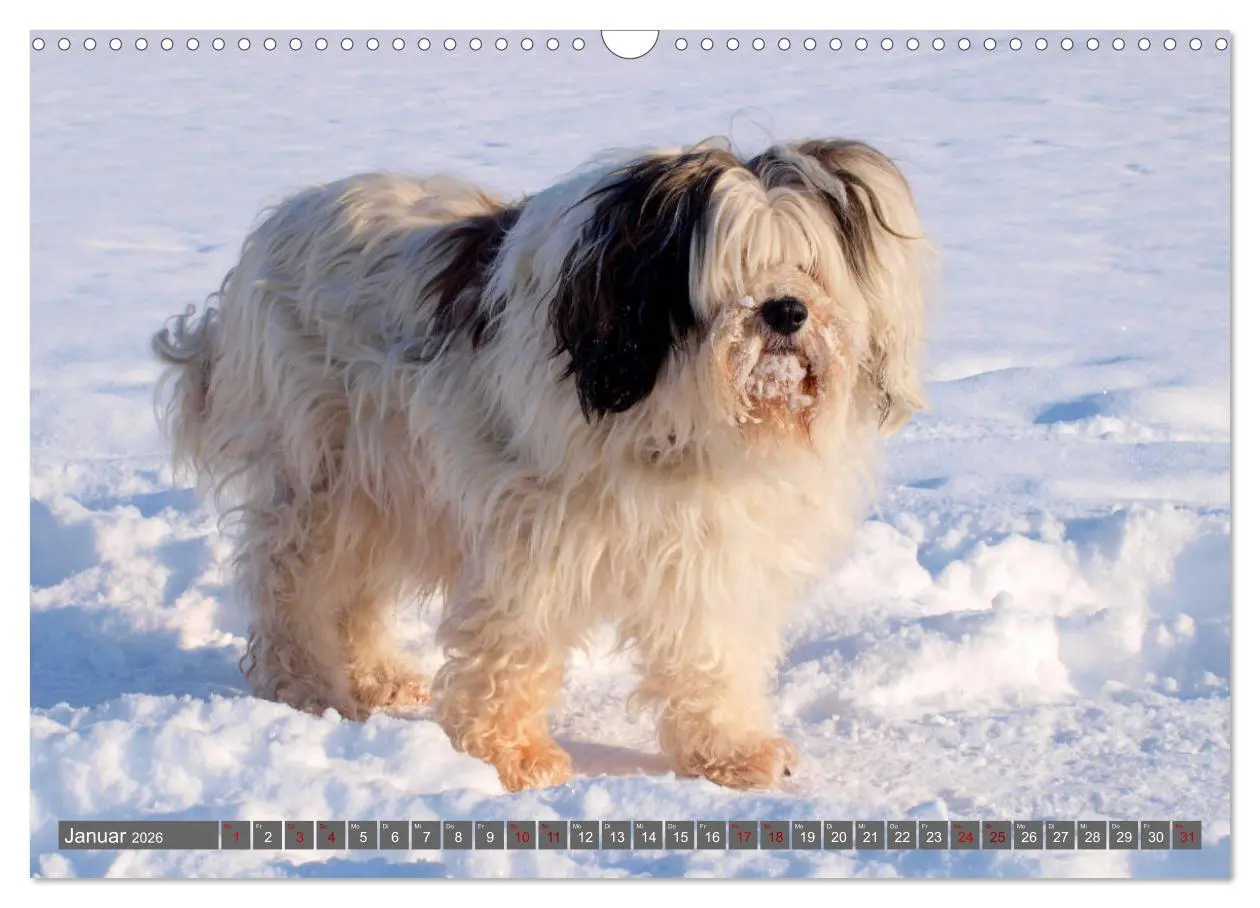 Bild: 9783457804216 | Tibet-Terrier - Eine Hunderasse mit Charakter (Wandkalender 2026...