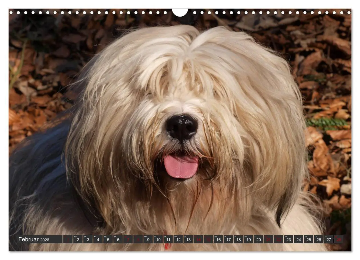 Bild: 9783457804216 | Tibet-Terrier - Eine Hunderasse mit Charakter (Wandkalender 2026...