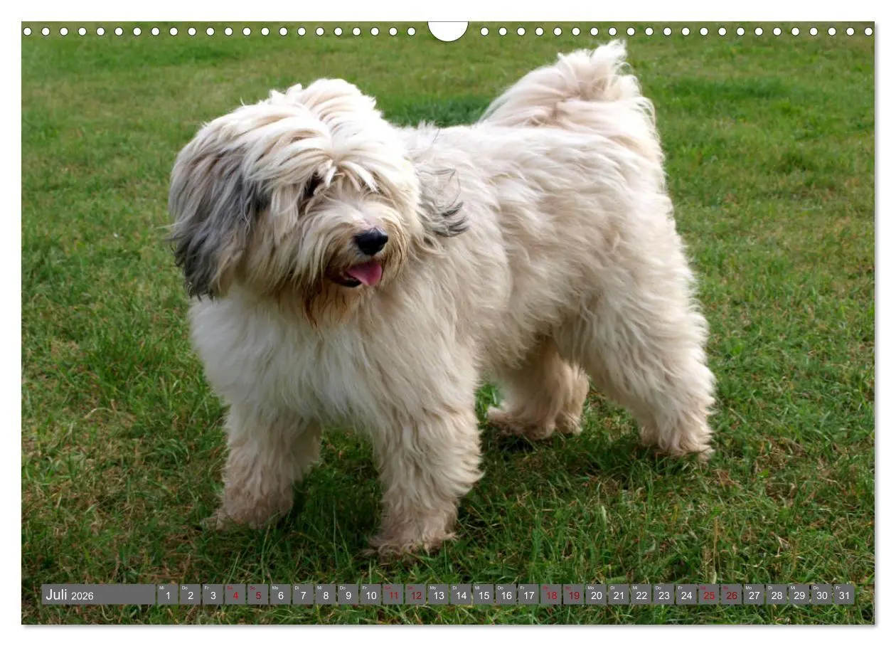 Bild: 9783457804216 | Tibet-Terrier - Eine Hunderasse mit Charakter (Wandkalender 2026...