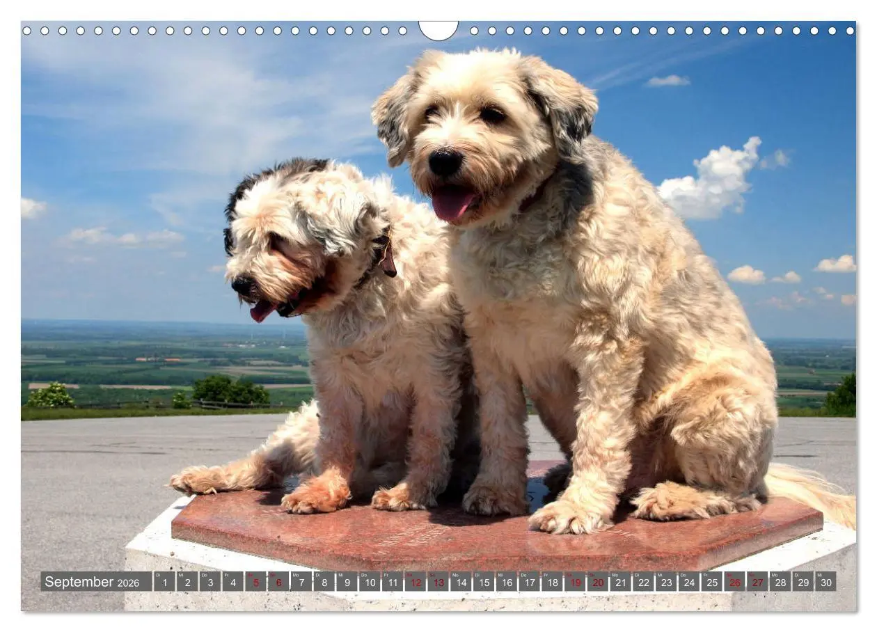Bild: 9783457804216 | Tibet-Terrier - Eine Hunderasse mit Charakter (Wandkalender 2026...