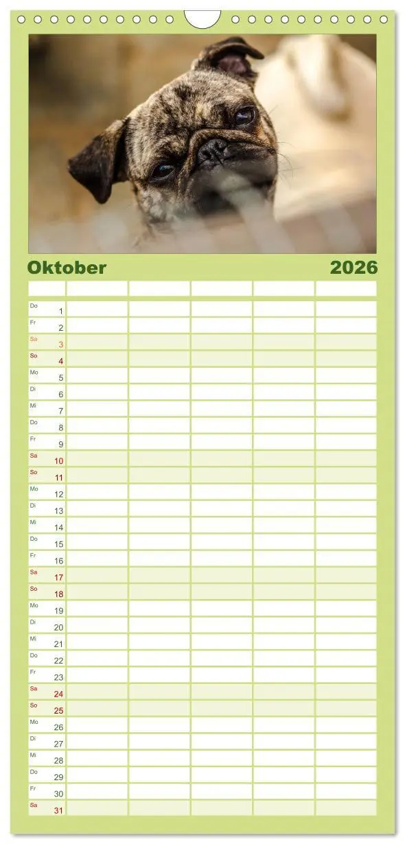 Bild: 9783516514216 | Familienplaner 2026 - Möpse mit 5 Spalten (Wandkalender, 21 x 45...