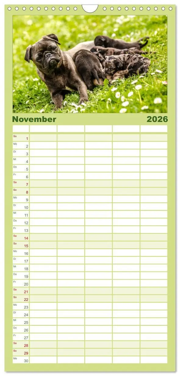 Bild: 9783516514216 | Familienplaner 2026 - Möpse mit 5 Spalten (Wandkalender, 21 x 45...