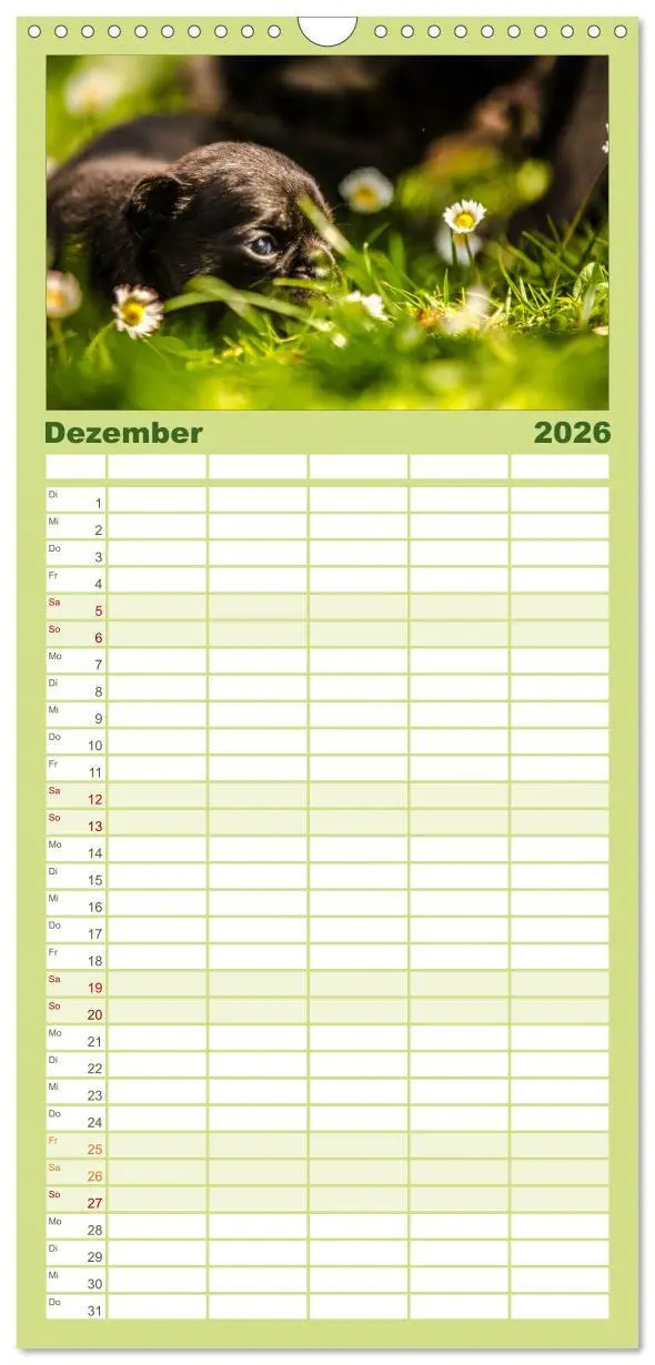 Bild: 9783516514216 | Familienplaner 2026 - Möpse mit 5 Spalten (Wandkalender, 21 x 45...