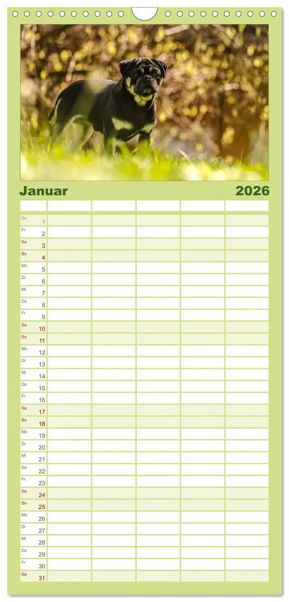 Bild: 9783516514216 | Familienplaner 2026 - Möpse mit 5 Spalten (Wandkalender, 21 x 45...