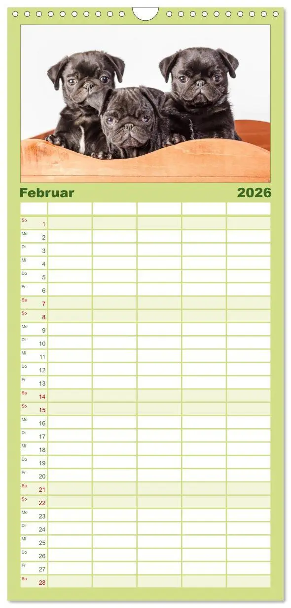 Bild: 9783516514216 | Familienplaner 2026 - Möpse mit 5 Spalten (Wandkalender, 21 x 45...