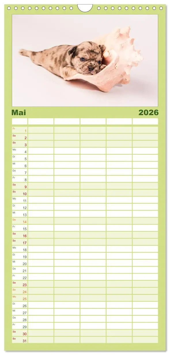 Bild: 9783516514216 | Familienplaner 2026 - Möpse mit 5 Spalten (Wandkalender, 21 x 45...