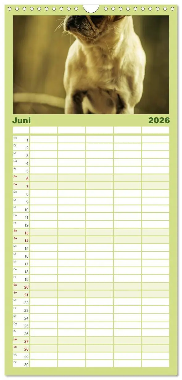 Bild: 9783516514216 | Familienplaner 2026 - Möpse mit 5 Spalten (Wandkalender, 21 x 45...