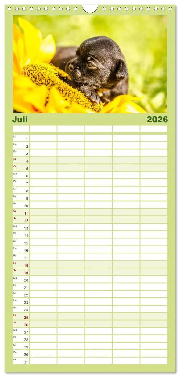 Bild: 9783516514216 | Familienplaner 2026 - Möpse mit 5 Spalten (Wandkalender, 21 x 45...
