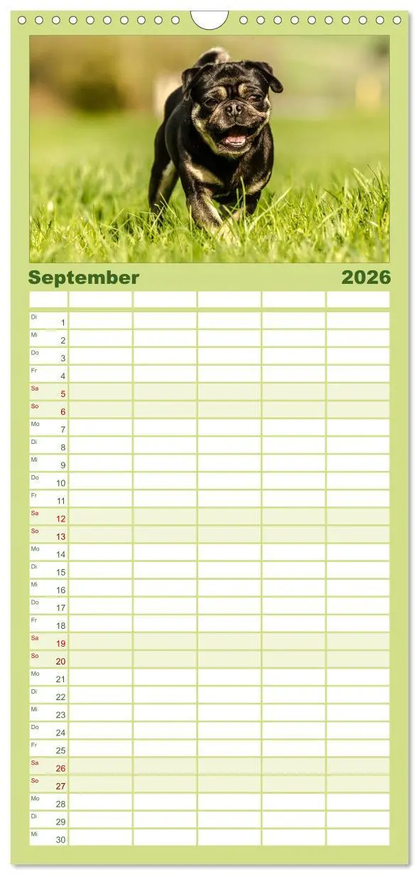 Bild: 9783516514216 | Familienplaner 2026 - Möpse mit 5 Spalten (Wandkalender, 21 x 45...
