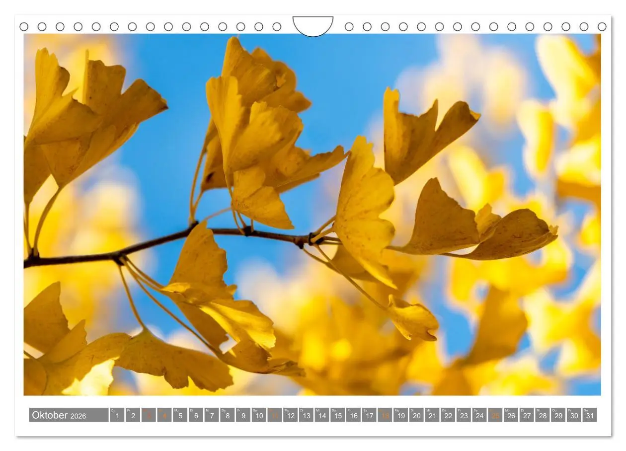 Bild: 9783457344316 | Mit Ginkgo biloba durch das Jahr (Wandkalender 2026 DIN A4 quer),...
