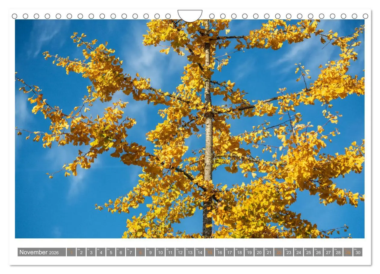 Bild: 9783457344316 | Mit Ginkgo biloba durch das Jahr (Wandkalender 2026 DIN A4 quer),...