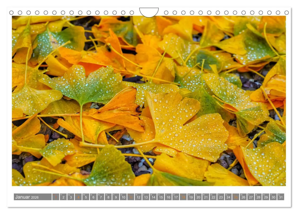 Bild: 9783457344316 | Mit Ginkgo biloba durch das Jahr (Wandkalender 2026 DIN A4 quer),...
