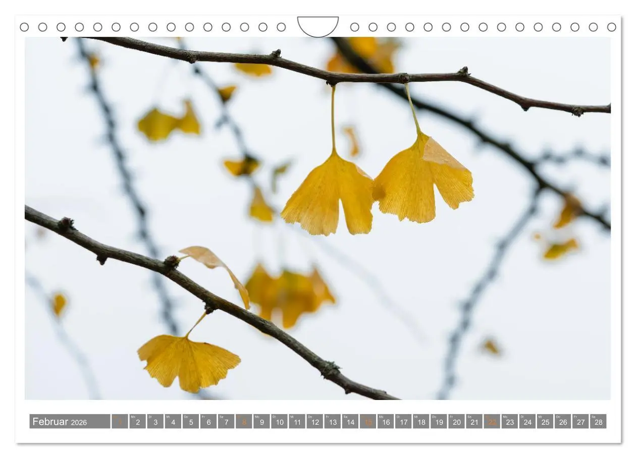 Bild: 9783457344316 | Mit Ginkgo biloba durch das Jahr (Wandkalender 2026 DIN A4 quer),...